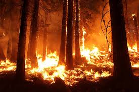 Pine Gulch Fire/Colorado Wildfire Video