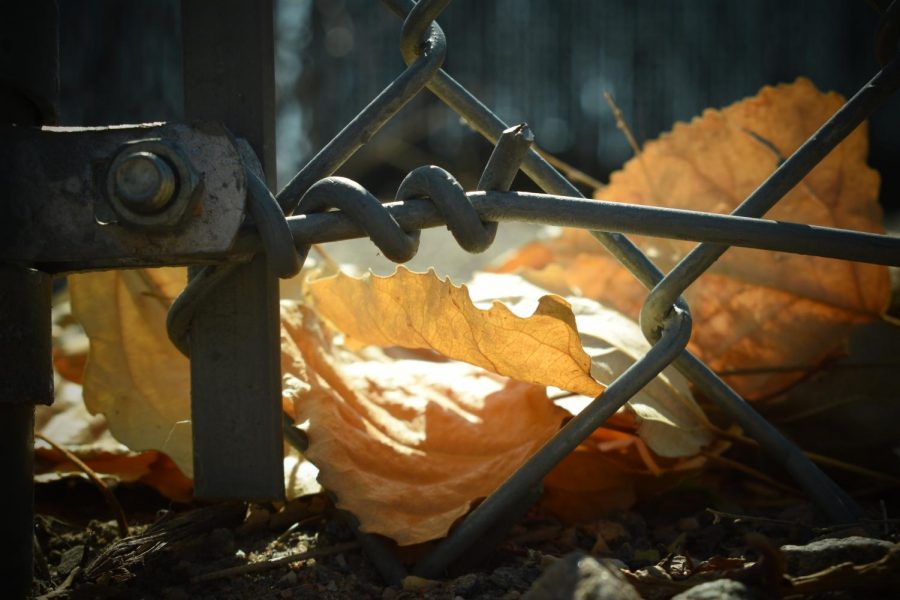Falling Leaves at the Fence of the Baseball Field