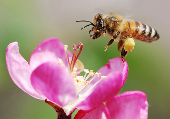 Bees Need Our Help!!